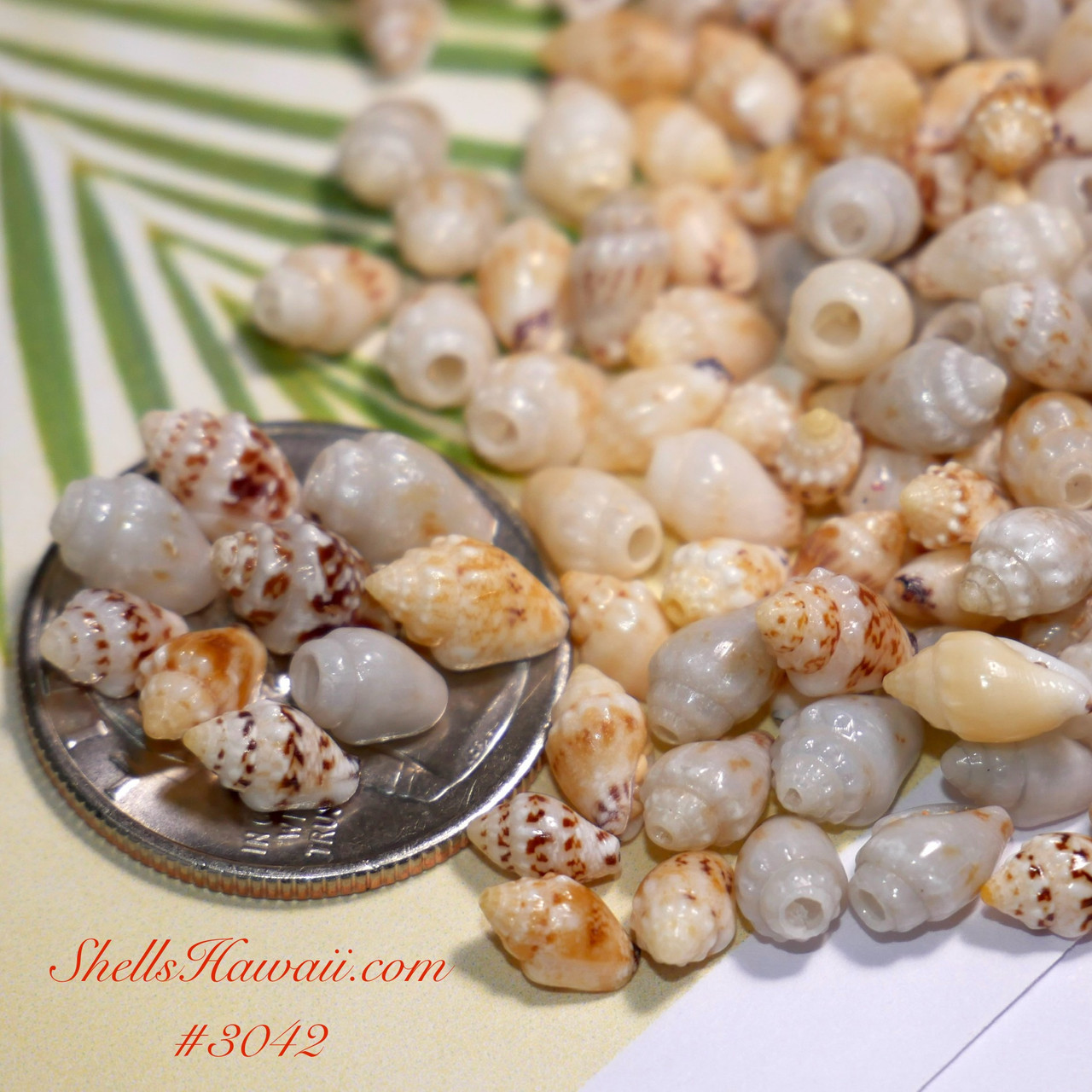 1000 pcs Genuine Ni'ihau Pupu Momi Shells Supply – Mixed Colors