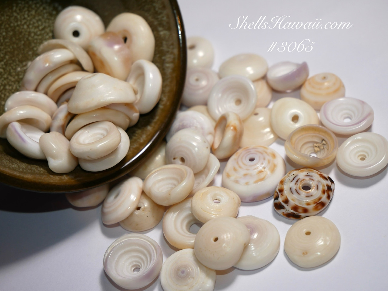 Puka Shell Objects 50 pcs large size Hawaiian Puka shells supply #3065