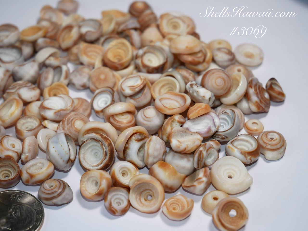 50 pcs large size Hawaiian Puka shells supply