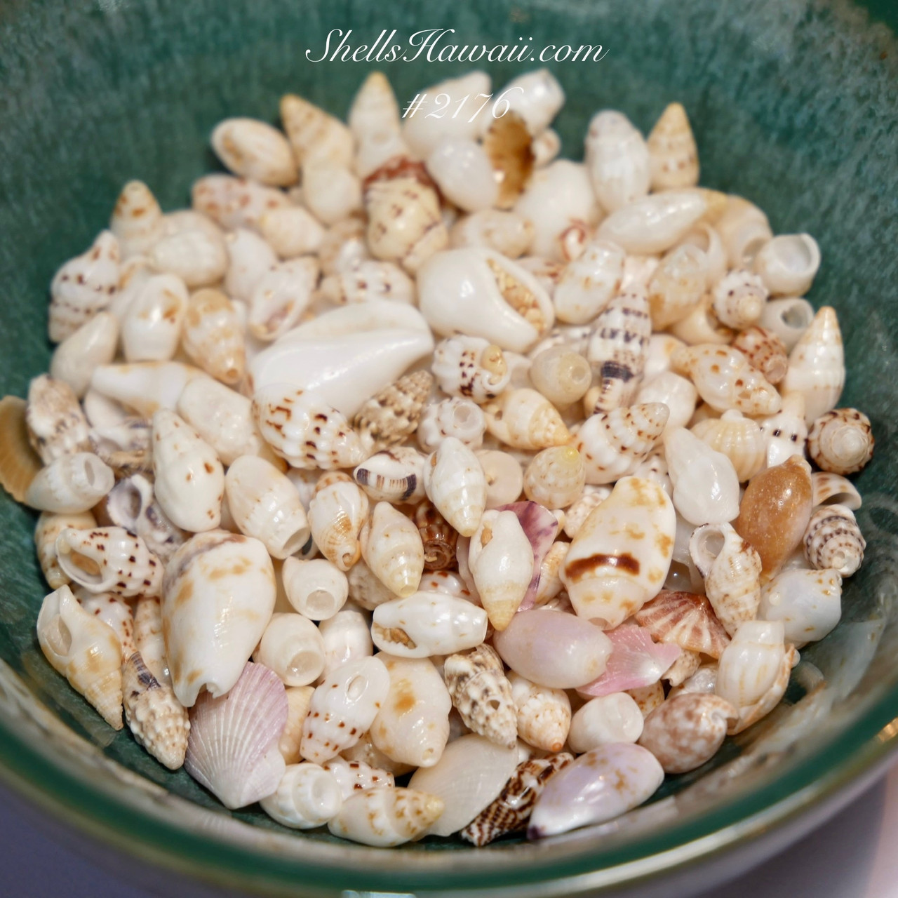 1 Film Canister of Mixed Hawaiian Seashells from Niʻihau | Natural