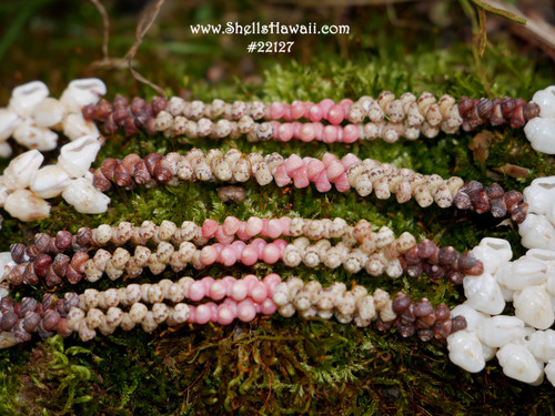 40 1/2” double strand Momi & Kahelelani shell necklace/Niihau shell necklace/lei #22127 40 1/2” double strand Momi & Kahelelani shell necklace/Niihau shell necklace/lei #22127