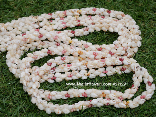 44” double strand Momi & Kahelelani shell necklace/Niihau shell necklace/lei #22129 44” double strand Momi & Kahelelani shell necklace/Niihau shell necklace/lei #22129