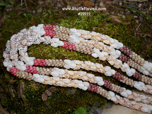 Close-up of handcrafted long Niʻihau shell lei in traditional Kipona style featuring Kahelelani shell sections created in two-strand Poepoe technique with white and brown-spotted Momi shells poked in coconut style to resemble the male coconut flower using Pikake tying technique.