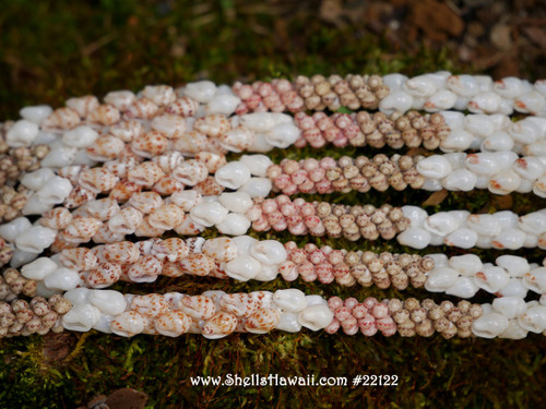 Option 2 (Kipona Coconut style):
Kipona Coconut style lei—42½" double twisted strands of Momi and Kahelelani shells from Ni‘ihau, full and flowing with vivid natural tones Option 2 (Kipona Coconut style):
Kipona Coconut style lei—42½" double twisted strands of Momi and Kahelelani shells from Ni‘ihau, full and flowing with vivid natural tones