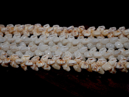 27” double strands Niihau shell lei made of blue & yellow Momi shells pikake style shell lei #1055 27” double strands Niihau shell lei made of blue & yellow Momi shells pikake style shell lei #1055