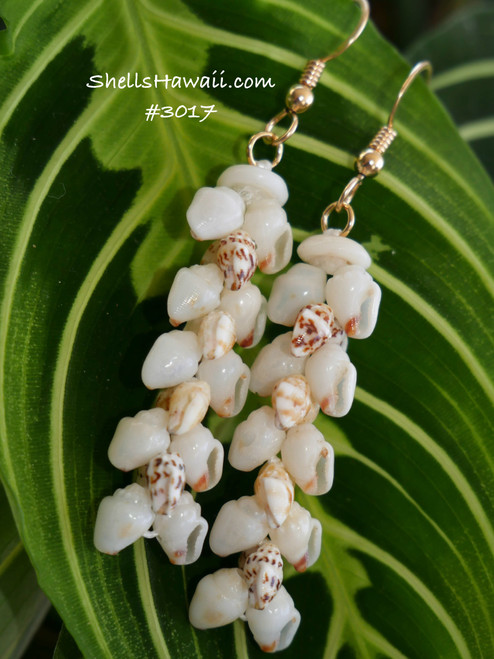 1 1/2” white , black spotted, yellow Momi pikake style shell earrings made with Hawaiian seashells from Hawaii #3017 1 1/2” white , black spotted, yellow Momi pikake style shell earrings made with Hawaiian seashells from Hawaii #3017