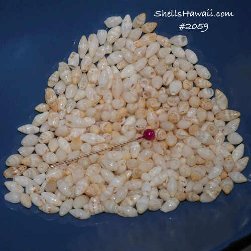 1 film canister of Laiki shells supply. This Laiki shells are traditional use for making Hawaiian wedding lei. #2059 1 film canister of Laiki shells supply. This Laiki shells are traditional use for making Hawaiian wedding lei. #2059