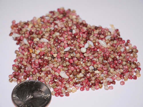 300 pcs pink, green, red, burgundy, natural Kahelelani loose shells supply for making Niihau shell jewelry. #2227
