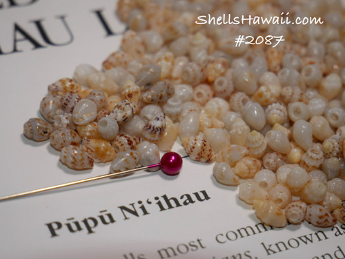 Option 1 (Niʻihau shell supply):
300 Niʻihau shell supply of mixed-color Momi shells—off-white, yellow, blue hues—mixed sizes, un-poked with natural luster Option 1 (Niʻihau shell supply):
300 Niʻihau shell supply of mixed-color Momi shells—off-white, yellow, blue hues—mixed sizes, un-poked with natural luster