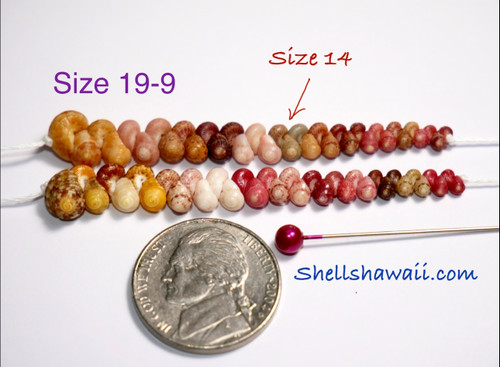 100 pcs size 14 and larger, mix color Kahelelani shells supply! Niihau shell beads for making jewelry! #2079
