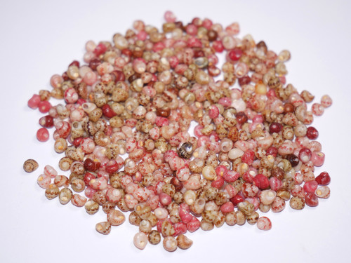 500 pcs Niihau shell supply/Kahelelani shells size 12 #2106