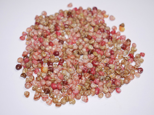 Beginner friendly Kahelelani shell supply from Niihau, mixed size shells ideal for learning poepoe and tied styles, Hawaiian shell jewelry materials for artists and learners, ニイハウシェル supplies.