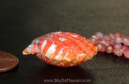 Natural set / Sunrise shell pendant