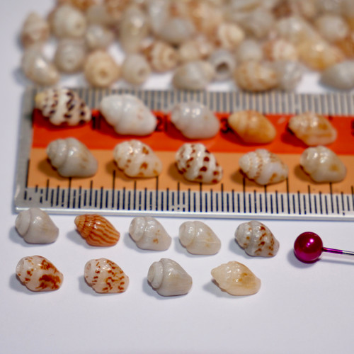 100 pcs Niihau shells supply. Niihau shell beads for making Niihau shell jewelry #2305 100 pcs Niihau shells supply. Niihau shell beads for making Niihau shell jewelry #2305