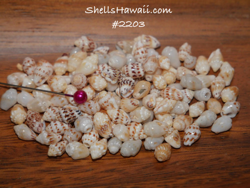 Option 1 (Niʻihau shell supply):
100 Niʻihau shell supply of colorful Momi shells—yellow, blue, brown-spotted, black-spotted, and golden—un-poked with natural luster Option 1 (Niʻihau shell supply):
100 Niʻihau shell supply of colorful Momi shells—yellow, blue, brown-spotted, black-spotted, and golden—un-poked with natural luster