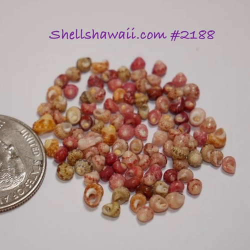 100 pcs size 12-15, mix color pink, green burgundy, yellow, ice-cream kamoa Kahelelani shells from Niihau #2188