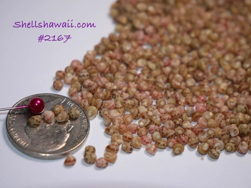 700 pcs size 11 Kahelelani shells supply! Niihau shell beads #2167