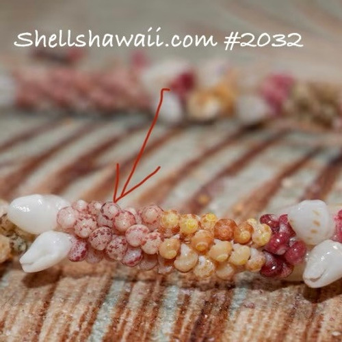 100 Kahelelani ke’oke’o color shells supply #2032