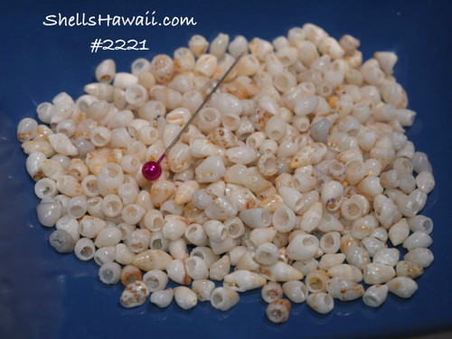 1 film canister loose Niihau shells supply! This set of loose shells mix with some blue Momi shells from Niihau #2221 1 film canister loose Niihau shells supply! This set of loose shells mix with some blue Momi shells from Niihau #2221