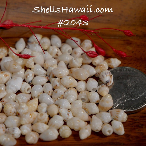 100 Pcs Momi shells supply for Niihau shell jewelry. This set of shells are really good quality shells. #2043