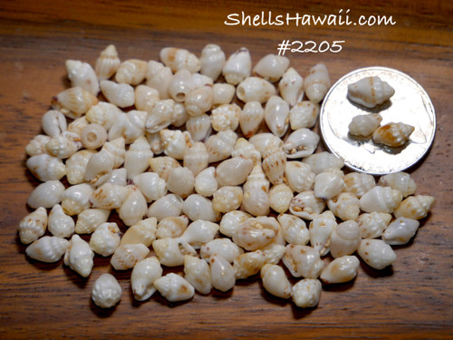 Option 1 (Niʻihau shell supply):
100 Niʻihau shell supply of genuine Momi shells, mixed sizes (4 mm+), yellow hue with high luster, un-poked Option 1 (Niʻihau shell supply):
100 Niʻihau shell supply of genuine Momi shells, mixed sizes (4 mm+), yellow hue with high luster, un-poked