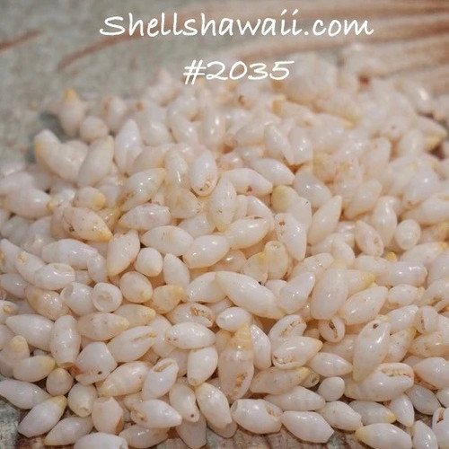 1 1/3 film canisters of Laiki shells supply from Niihau. Great value and good quality shells for making Niihau shell jewelry. #2035 1 1/3 film canisters of Laiki shells supply from Niihau. Great value and good quality shells for making Niihau shell jewelry. #2035