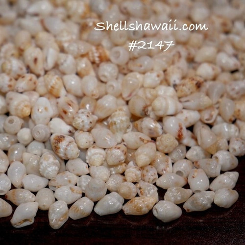 400 pcs Pupu O Niihau shell supply. Momi shells for making Niihau shell jewelry #2147 400 pcs Pupu O Niihau shell supply. Momi shells for making Niihau shell jewelry #2147