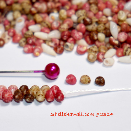 #2314
Size guide showing very small size 9 Kahelelani shells lined up on white string beside a pink head pin and mixed shell background. Perfect reference photo for beginners learning tiny Niʻihau shell sizes.