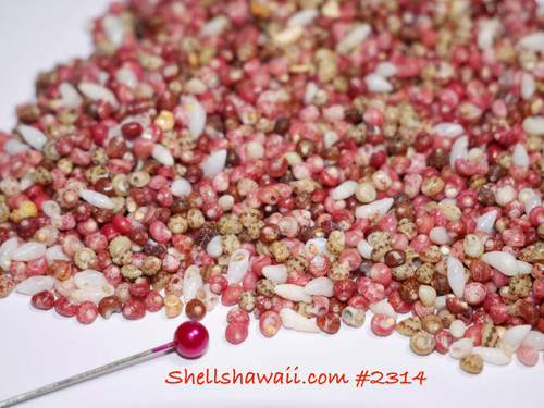 Close-up of colorful size 9 Kahelelani shells from Niʻihau with pink head pin for scale. Ideal tiny shell mix for Heliconia earrings, minimalist jewelry, shell art, and collectors of rare Hawaiian shells.