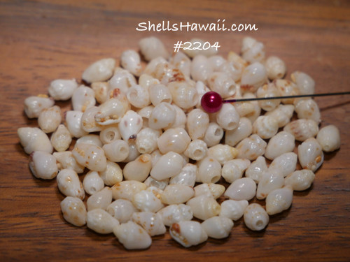 Option 1 (Niʻihau shell supply):
100 Niihau shell supply of genuine mixed-size Momi shells (B+ grade), un-poked with natural luster Option 1 (Niʻihau shell supply):
100 Niihau shell supply of genuine mixed-size Momi shells (B+ grade), un-poked with natural luster