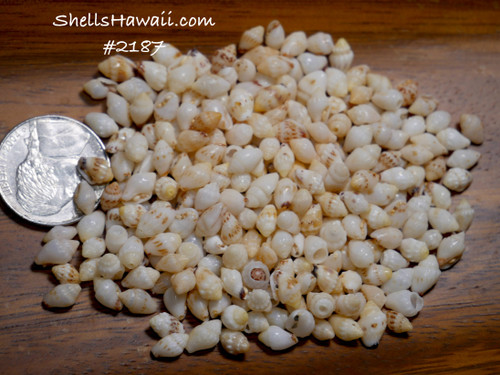 Loose Niihau Momi shells in mixed B grade quality, off-white and caramel tones, for Niihau jewelry making.