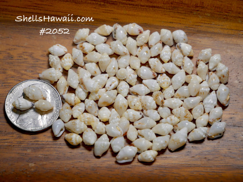 Option 1 (Niʻihau shell supply):
100 Niihau shell supply of full-size Momi shells, mixed medium-to-large size, un-poked with excellent luster, featuring yellow and light blue hues Option 1 (Niʻihau shell supply):
100 Niihau shell supply of full-size Momi shells, mixed medium-to-large size, un-poked with excellent luster, featuring yellow and light blue hues