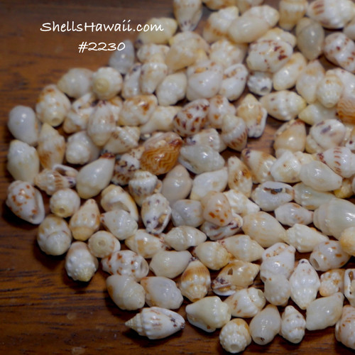 Option 1 (Niʻihau shell supply):
200 Niihau shell supply of mixed-size yellow Momi shells (Lenalena), un-poked with good natural luster Option 1 (Niʻihau shell supply):
200 Niihau shell supply of mixed-size yellow Momi shells (Lenalena), un-poked with good natural luster