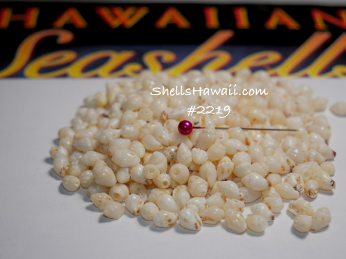 310 pcs off white Momi shells supply! | Niihau shells| Shells from Hawaiian island| #2219