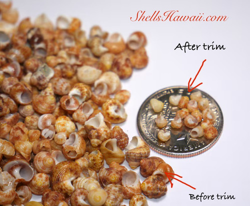 100 pcs large size Kamoa yellow Kahelelani shells from Niihau. Niihau shell supply! #2070