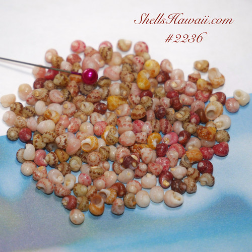 Kahelelani shells medium sze for making niihau shell jewelry