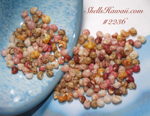 #2236
Mixed-color Kahelelani shells from Niʻihau displayed beside a blue ceramic bowl, featuring beautiful natural shades of pink, burgundy, cream, yellow, kamoʻa ice-cream, and green tones. These larger size 13+ shells are perfect for beginners learning Niʻihau shell jewelry, especially herringbone bracelets, leis, earrings, and traditional Hawaiian shell designs.
