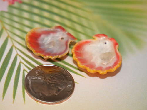 Set of two  Sunrise shells supply from Hawaii #3024