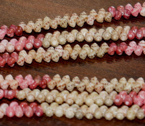 500 pcs Niihau shell supply/ Kahelelani shells size 11 #646