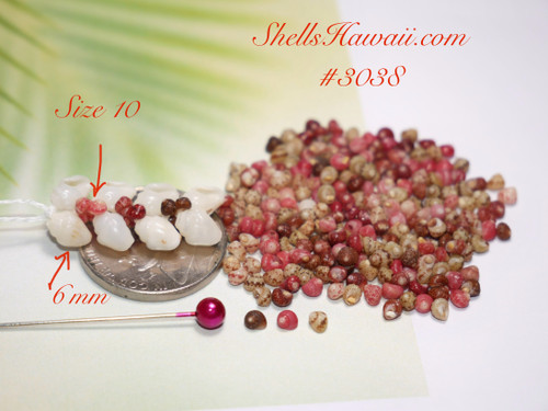 #3038
Size guide showing very small size 10 Kahelelani shells next to a U.S. coin, 6 mm shells, and a regular head pin for comparison. Genuine Niʻihau shell supply in mixed natural colors, ideal for delicate Heliconia designs, miniature Hawaiian shell jewelry, and minimalist island-style earrings.