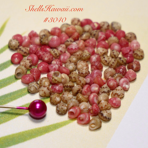 100 pcs Pupu Niihau pink & green Kahelelani shells supply| Hawaiian seashells| Nihau shells #3040
