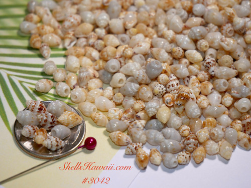 1000 Pupu Momi shells from Niihau, mixed color range, loose un-poked supply with lovely sheen 1000 Pupu Momi shells from Niihau, mixed color range, loose un-poked supply with lovely sheen