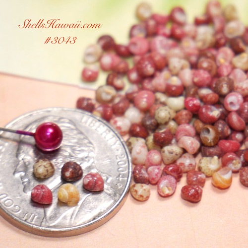 #3043
Close-up of genuine Kahelelani shells beside a U.S. nickel and regular head pin for size comparison. Tiny mixed color Niʻihau shells with rich natural color variation and luster, ideal for delicate Hawaiian shell lei, minimalist earrings, pendants, and fine shell jewelry creations.