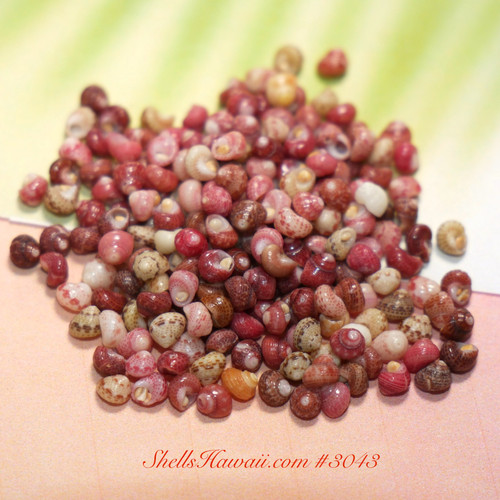 Mixed color Kahelelani shells from Niʻihau displayed in soft natural lighting, featuring beautiful shades of pink, burgundy, cream, brown, and spotted tones with natural luster. Small size Hawaiian shell supply perfect for Heliconia styles, Poepoe jewelry, minimalist earrings, pendants, and authentic Niʻihau shell jewelry making.