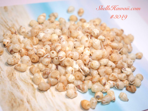 315 pcs pre-poked Momi shells in coconut style #3049