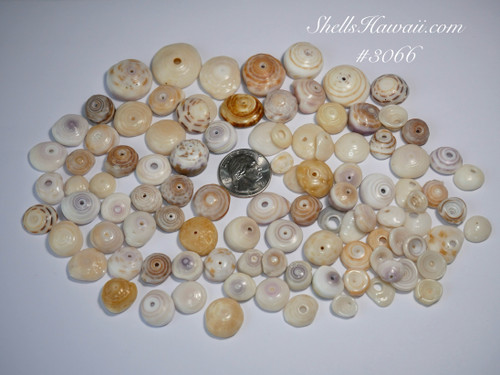 Assorted Hawaiian Puka shells with natural luster ideal for jewelry making and collecting