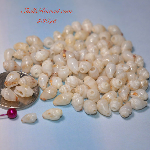 100 Niihau shell supply of large Momi shells (approx. 5 mm), off-white with light blue hue, un-poked with very good luster 100 Niihau shell supply of large Momi shells (approx. 5 mm), off-white with light blue hue, un-poked with very good luster