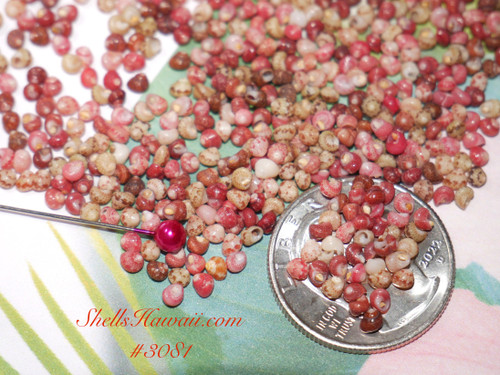 500 pcs mix color Kahelelani shell supply from Niihau #3081 500 pcs mix color Kahelelani shell supply from Niihau #3081