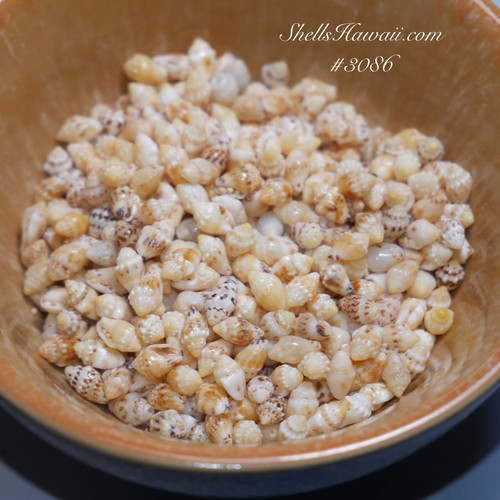 500 Niihau shell supply of small Momi shells—mostly yellow Lenalena with high natural luster—plus four-strand earrings instruction guide 500 Niihau shell supply of small Momi shells—mostly yellow Lenalena with high natural luster—plus four-strand earrings instruction guide