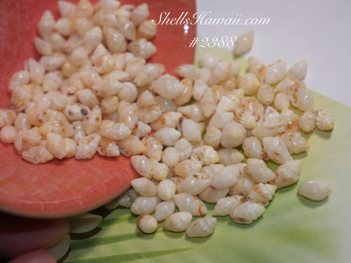 155 Ni‘ihau shell supply of good-quality Momi shells, mixed sizes with natural luster, ideal for making Ni‘ihau shell jewelry 155 Ni‘ihau shell supply of good-quality Momi shells, mixed sizes with natural luster, ideal for making Ni‘ihau shell jewelry